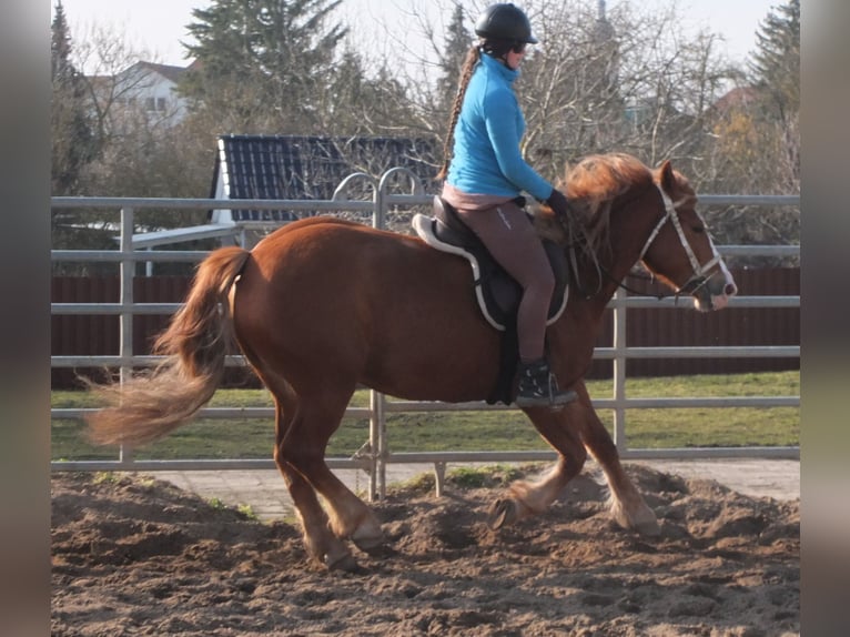 Heavy Warmblood Mix Mare 4 years 15,1 hh Chestnut-Red in Buttst&#xE4;dt