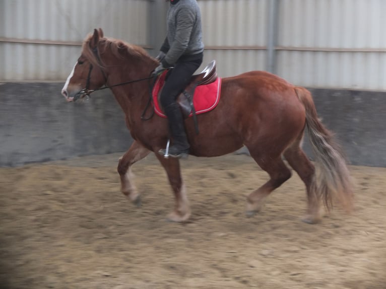 Heavy Warmblood Mix Mare 4 years 15,1 hh Chestnut-Red in Buttstädt