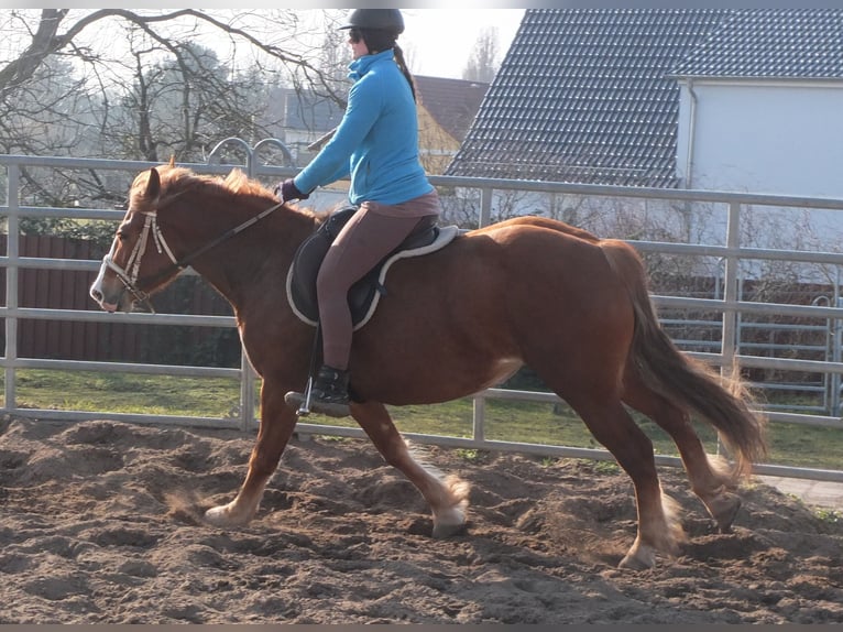 Heavy Warmblood Mix Mare 4 years 15,1 hh Chestnut-Red in Buttst&#xE4;dt