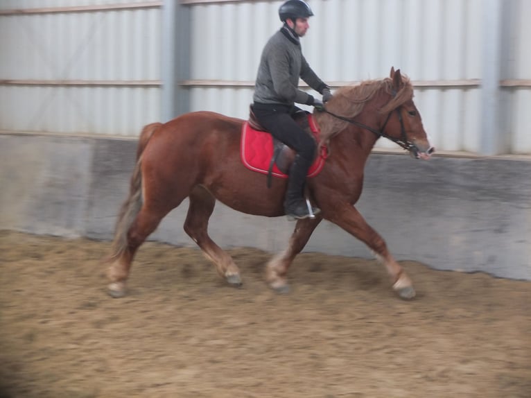 Heavy Warmblood Mix Mare 4 years 15,1 hh Chestnut-Red in Buttstädt