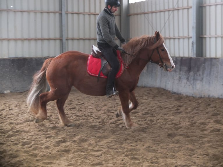 Heavy Warmblood Mix Mare 4 years 15,1 hh Chestnut-Red in Buttstädt