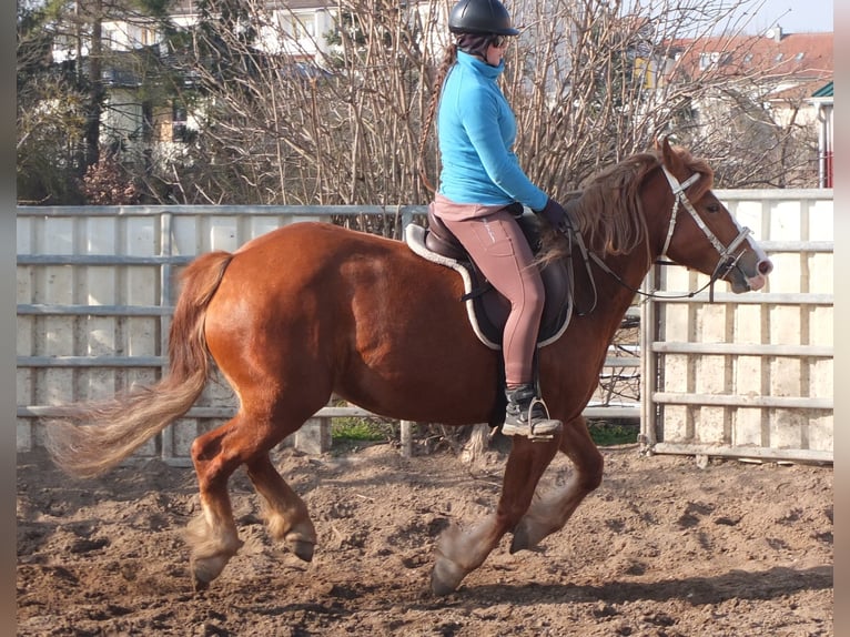 Heavy Warmblood Mix Mare 4 years 15,1 hh Chestnut-Red in Buttst&#xE4;dt