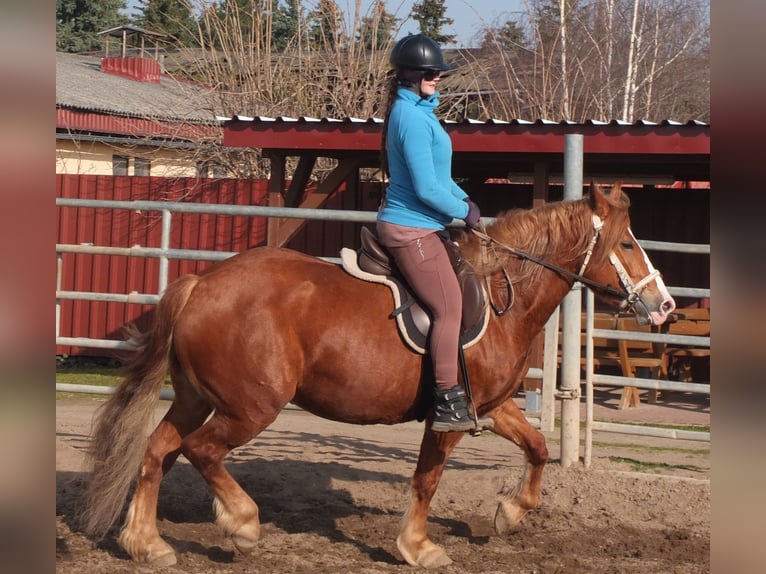 Heavy Warmblood Mix Mare 4 years 15,1 hh Chestnut-Red in Buttst&#xE4;dt