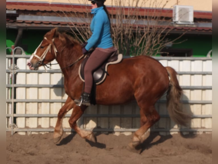 Heavy Warmblood Mix Mare 4 years 15,1 hh Chestnut-Red in Buttst&#xE4;dt