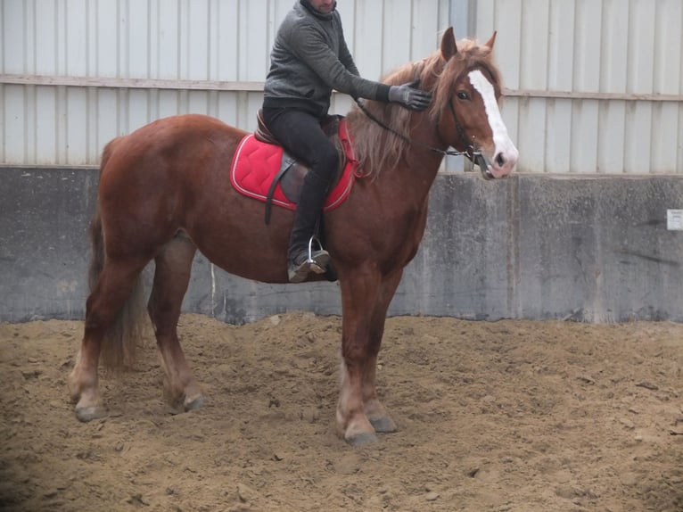 Heavy Warmblood Mix Mare 4 years 15,1 hh Chestnut-Red in Buttstädt