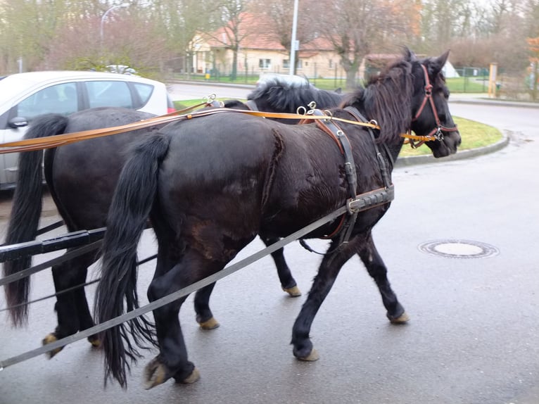 Heavy Warmblood Mix Mare 4 years 15 hh Black in Buttstädt