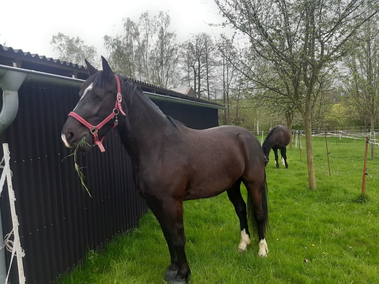 Heavy Warmblood Mare 4 years 15 hh Smoky-Black in Löbau
