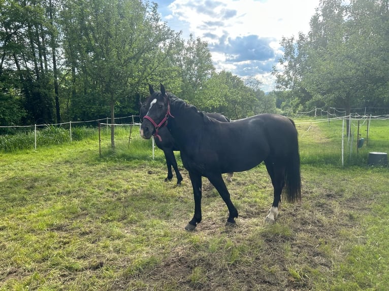 Heavy Warmblood Mare 4 years 15 hh Smoky-Black in Löbau