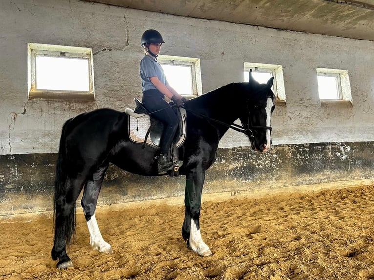 Heavy Warmblood Mare 4 years 15,2 hh Black in G&#xF6;rzke