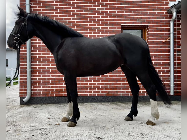 Heavy Warmblood Mare 4 years 15,2 hh Black in G&#xF6;rzke