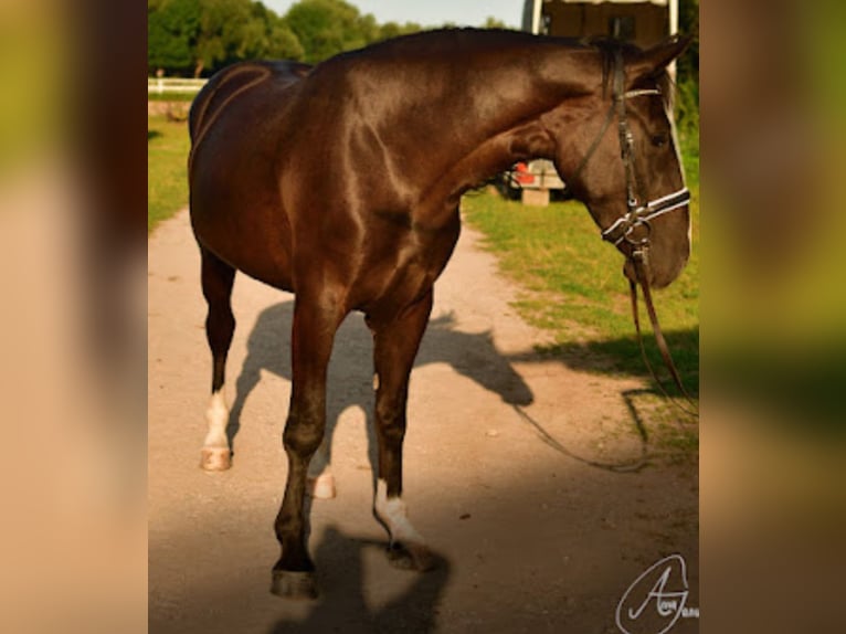 Heavy Warmblood Mare 4 years 15,2 hh Black in Rutha Heavy Warmblood Mare 4 years 15,2 hh Black in Rutha
