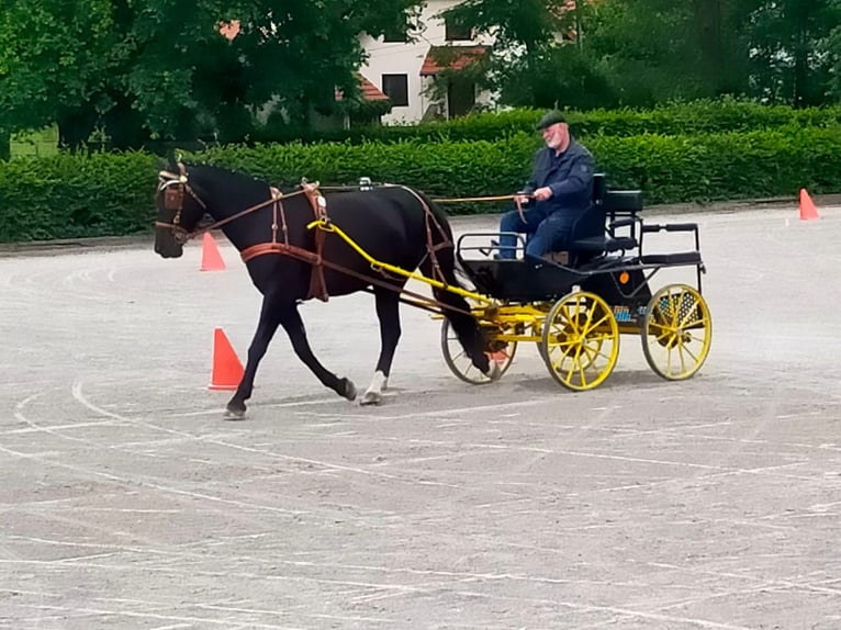 Heavy Warmblood Mare 4 years 16,1 hh Black in Fraureuth