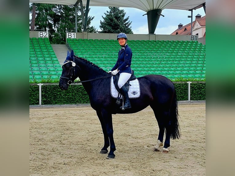 Heavy Warmblood Mare 4 years 16,1 hh Black in Fraureuth