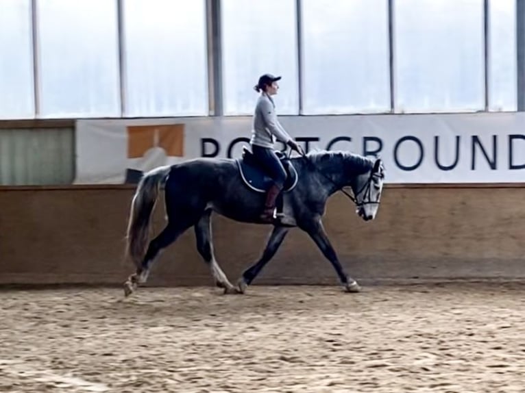 Heavy Warmblood Mare 4 years 16,1 hh Gray in Leipzig