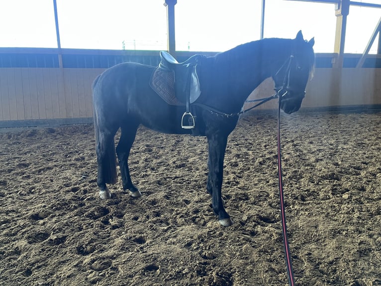 Heavy Warmblood Mare 4 years 16 hh Black in Schöneck/Vogtland