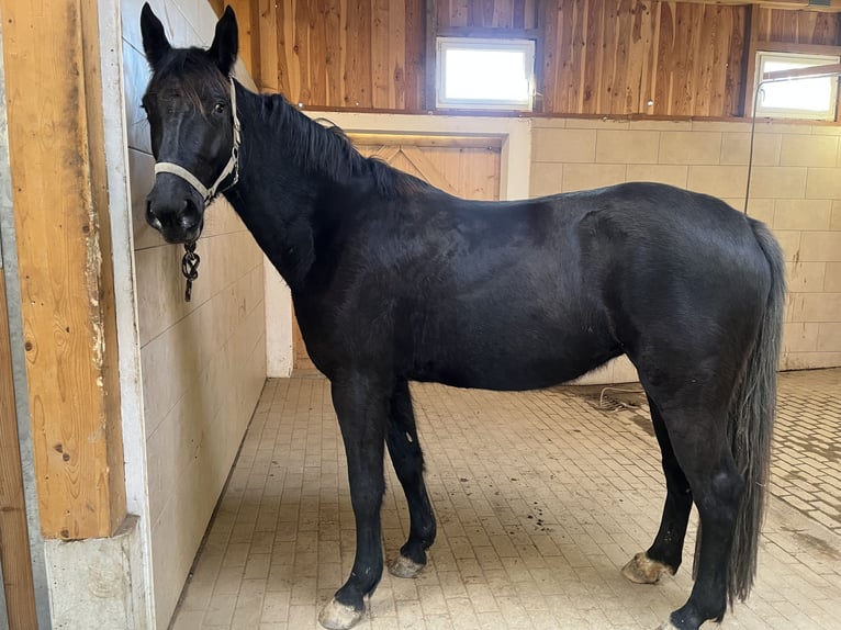 Heavy Warmblood Mare 4 years 16 hh Black in Schöneck/Vogtland