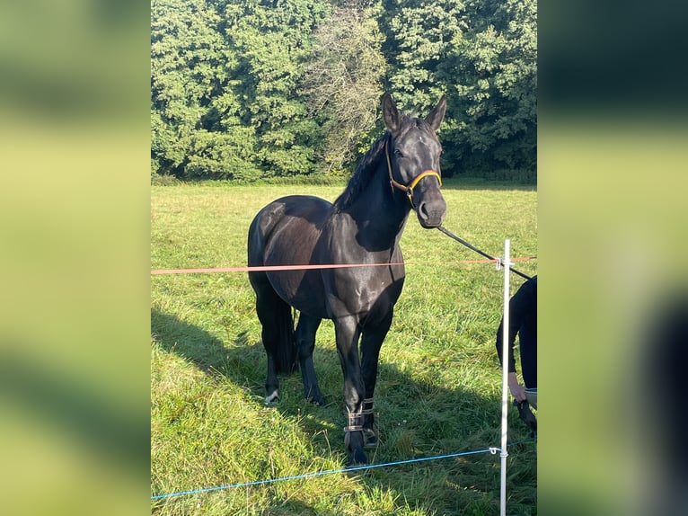 Heavy Warmblood Mare 4 years 16 hh Black in Weimar