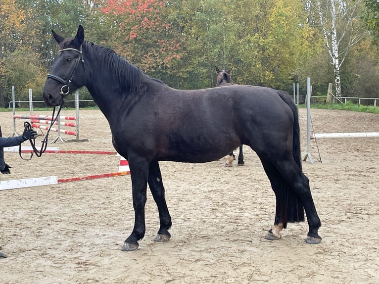 Heavy Warmblood Mare 4 years 16 hh Black in Weimar