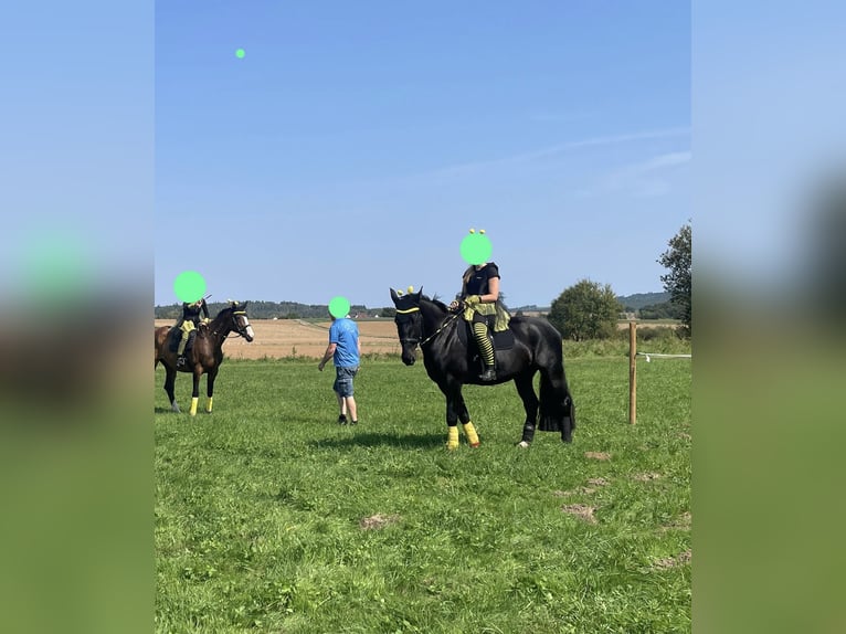 Heavy Warmblood Mare 4 years 16 hh Black in Weimar