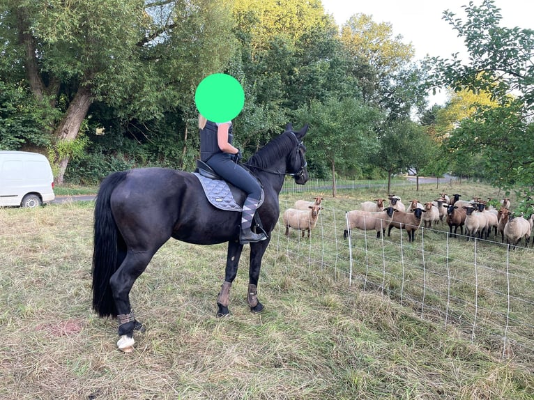 Heavy Warmblood Mare 4 years 16 hh Black in Weimar