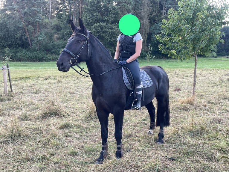 Heavy Warmblood Mare 4 years 16 hh Black in Weimar