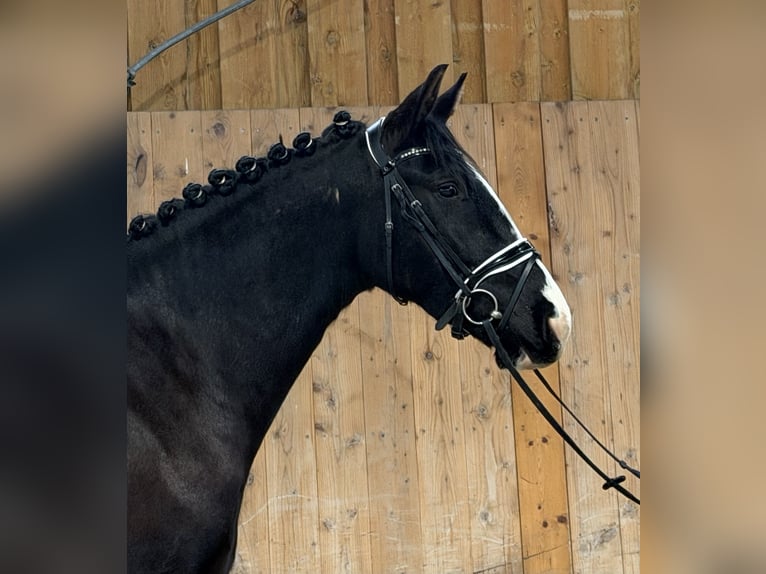 Heavy Warmblood Mare 4 years 16 hh Black in Riedlingen