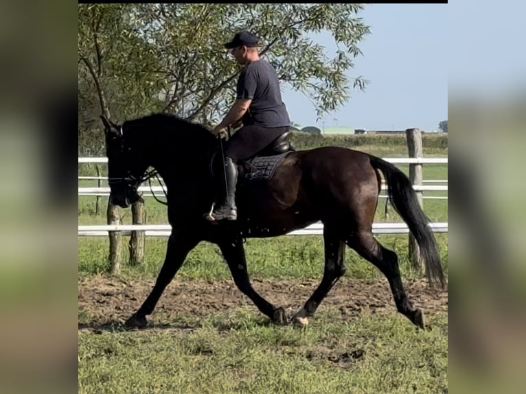 Heavy Warmblood Mare 4 years 16 hh Black in Leer (Ostfriesland)Leer