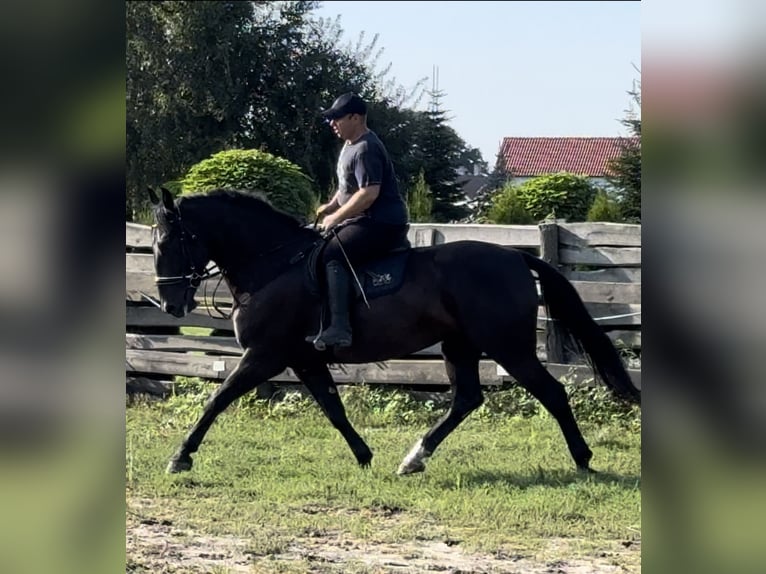 Heavy Warmblood Mare 4 years 16 hh Black in Leer (Ostfriesland)Leer