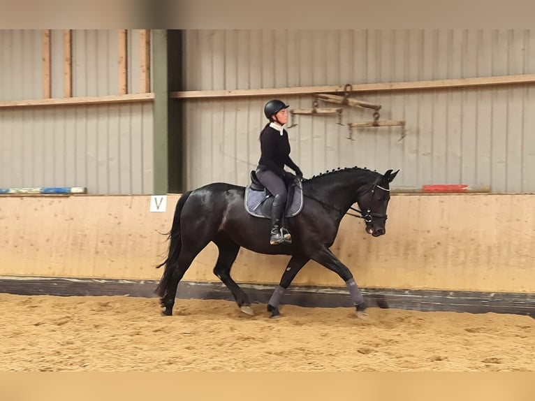 Heavy Warmblood Mare 4 years 16 hh Black in Hermsdorf