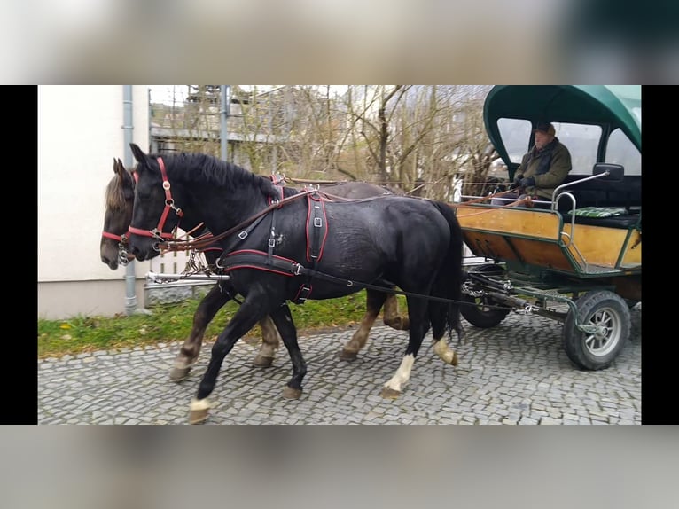 Heavy Warmblood Mare 4 years 16 hh Black in Kamenz