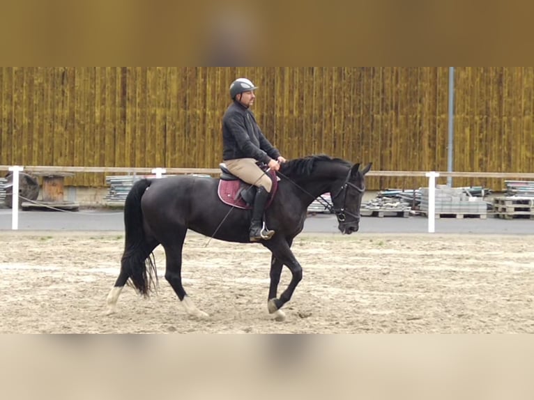 Heavy Warmblood Mare 4 years 16 hh Black in Kamenz