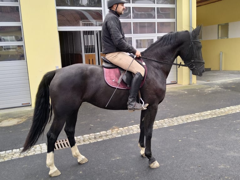 Heavy Warmblood Mare 4 years 16 hh Black in Kamenz