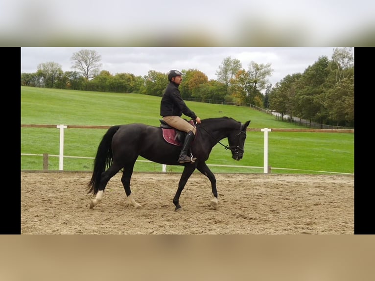 Heavy Warmblood Mare 4 years 16 hh Black in Kamenz