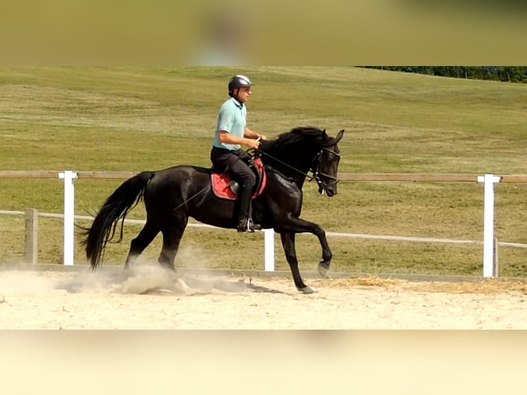 Heavy Warmblood Mare 4 years 16 hh Black in Kamenz