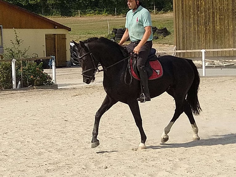 Heavy Warmblood Mare 4 years 16 hh Black in Kamenz