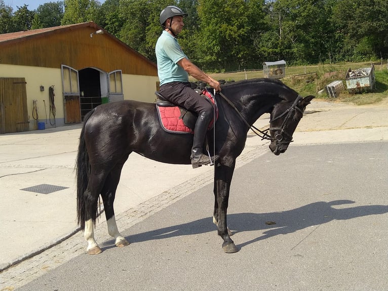 Heavy Warmblood Mare 4 years 16 hh Black in Kamenz