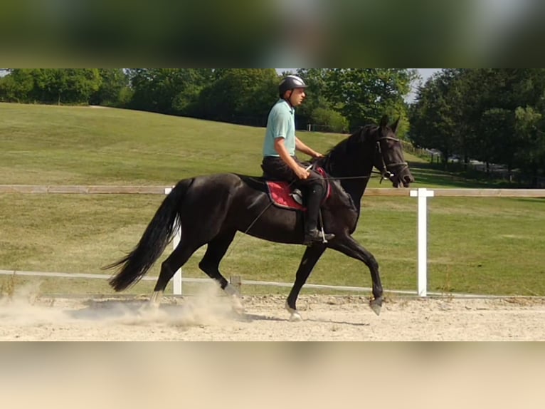 Heavy Warmblood Mare 4 years 16 hh Black in Kamenz