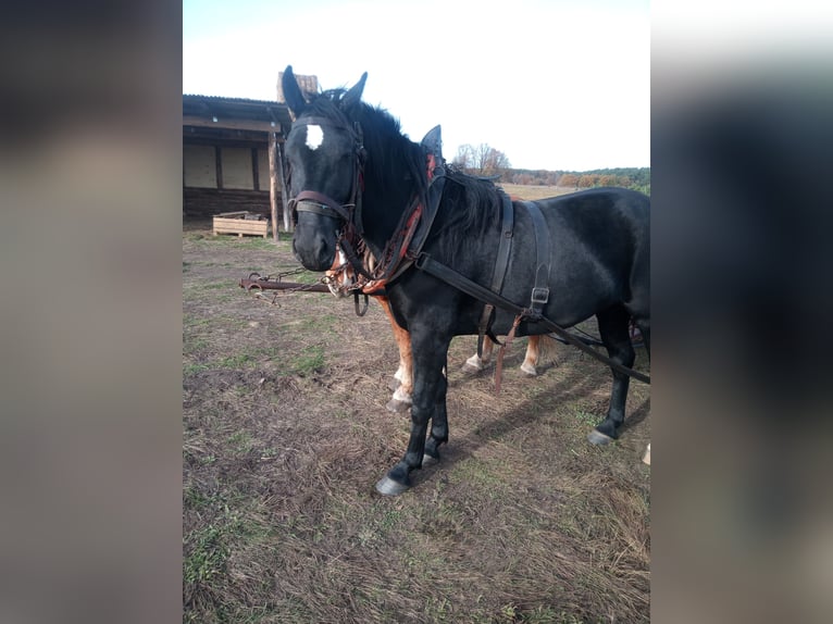 Heavy Warmblood Mare 4 years 16 hh  in Lutherstadt Wittenberg