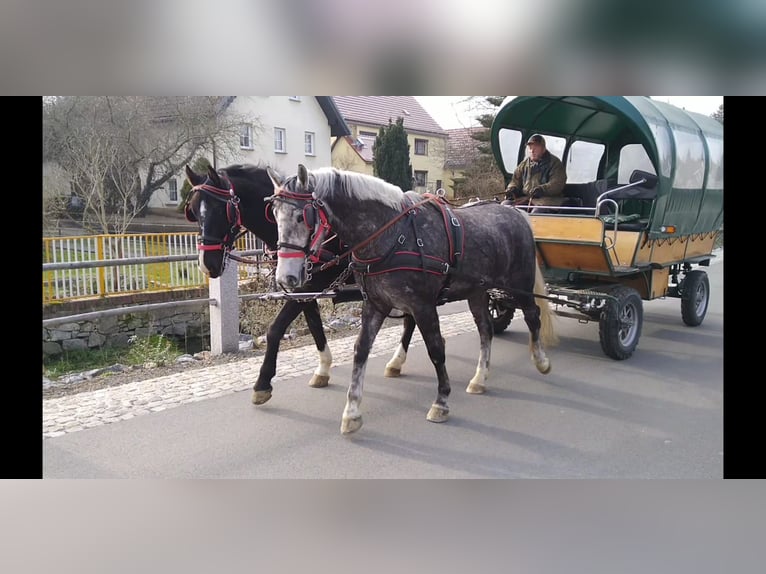 Heavy Warmblood Mare 4 years 16 hh Gray in Kamenz