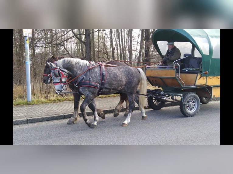 Heavy Warmblood Mare 4 years 16 hh Gray in Kamenz