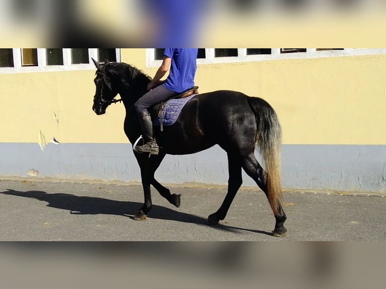 Heavy Warmblood Mare 4 years 16 hh Grey-Dark-Tan in Kamenz