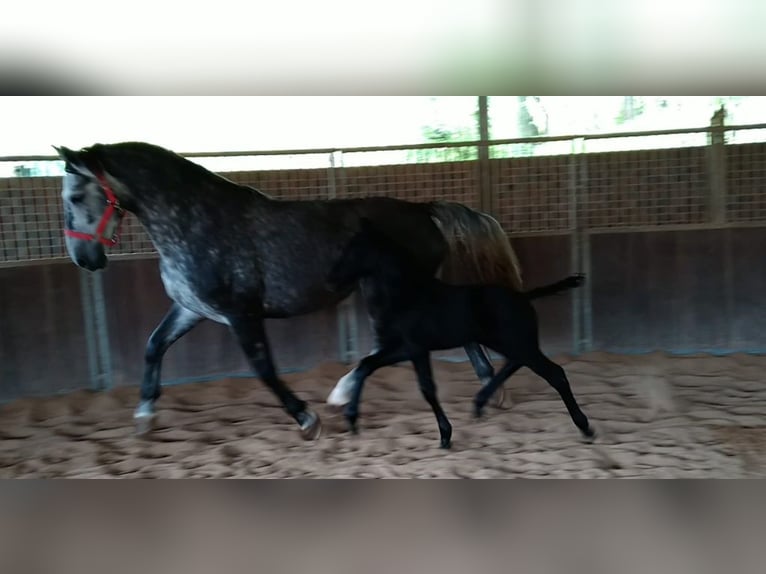 Heavy Warmblood Mare 4 years 16 hh Grey-Dark-Tan in Kamenz