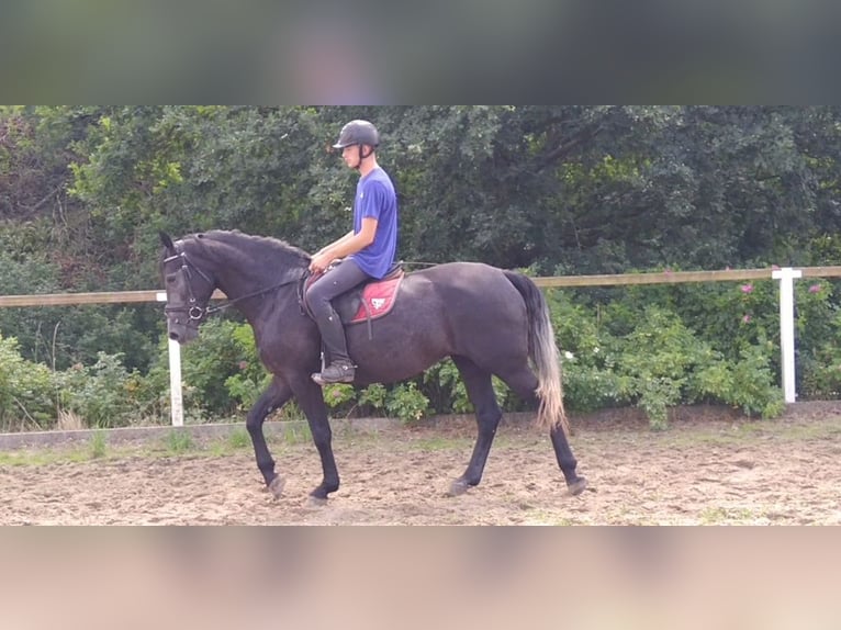 Heavy Warmblood Mare 4 years 16 hh Grey-Dark-Tan in Kamenz