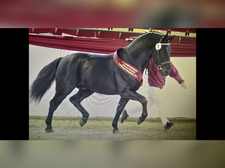 Heavy Warmblood Mare 4 years 16 hh Grey-Dark-Tan in Kamenz