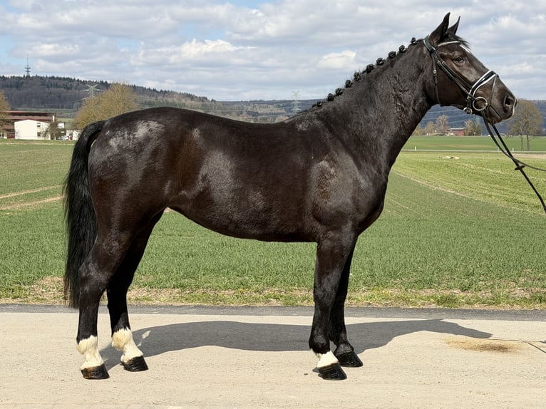 Heavy Warmblood Mare 4 years 16,1 hh Black in Riedlingen