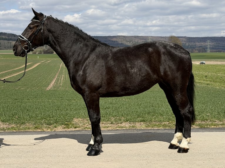 Heavy Warmblood Mare 4 years 16,1 hh Black in Riedlingen