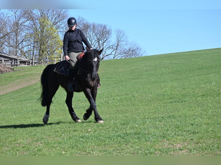 Heavy Warmblood Mare 5 years 15.2 hh Black in Liebstadt