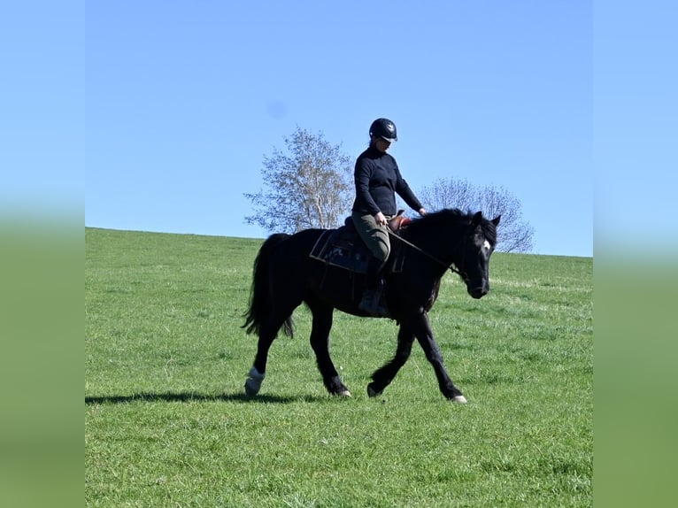 Heavy Warmblood Mare 5 years 15.2 hh Black in Liebstadt