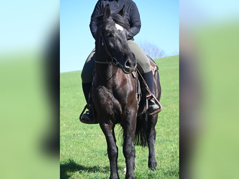 Heavy Warmblood Mare 5 years 15.2 hh Black in Liebstadt
