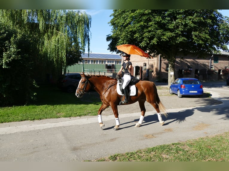Heavy Warmblood Mare 5 years 15.3 hh Chestnut-Red in Ganschow